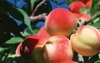桃子的功效与作用 桃子的功效与作用 吃桃子的禁忌