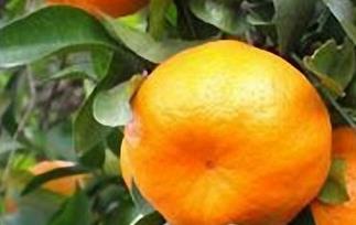 柑橘的营养成分表 柑橘的营养成分表100克