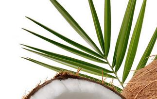 椰子的营养价值与功效 椰子的营养价值及功效 食用方法
