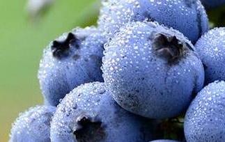 蓝莓能多吃吗 蓝莓吃多了会怎么样