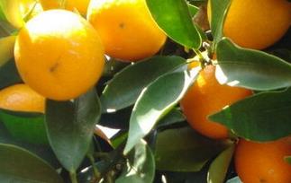 糖尿病可以吃柑橘吗（糖尿病人能吃柑橘吗）