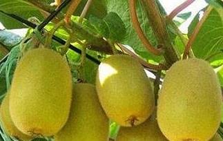 怎么区分奇异果和弥猴桃 奇异果和弥猴桃是不是一种水果