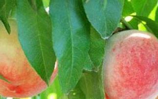 桃子的功效与作用 孕妇能吃桃子吗