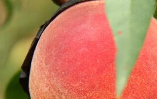 吃桃子的功效作用和好处 吃桃子有什么功效与作用