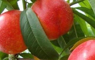 油桃的功效与作用 油桃的功效与作用吃法