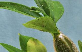 鼓槌石斛种植方法和种植技术 鼓槌石斛的种植方法