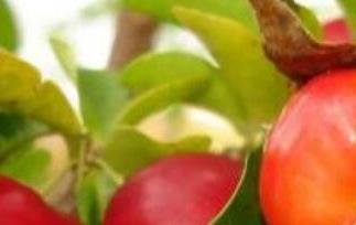 针叶樱桃的功效与作用 巴西针叶樱桃的功效与作用