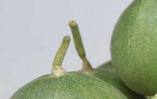 如何挑选绿宝石香瓜 如何挑选绿宝石香瓜种子