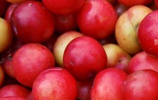 李子、杏、桃、油桃营养价值比较 李子,杏,桃,油桃营养价值比较高吗