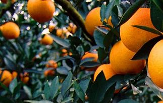 温州蜜橘的功效与作用 蜜柑的功效与作用
