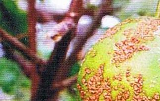 柑橘的主要病虫害有哪些 柑橘常见的病虫害有哪些