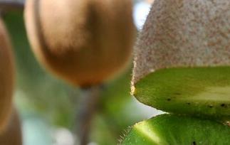 庐山香猕猴桃的功效与作用 猕猴桃的功效与主治