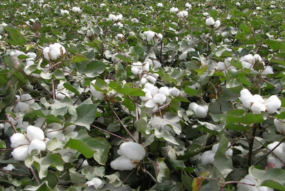 棉花种植技术，棉花如何高产管理（棉花超高产栽培技术要点）