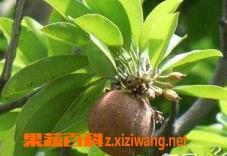 人心果的药用价值 人心果的药用价值与功效