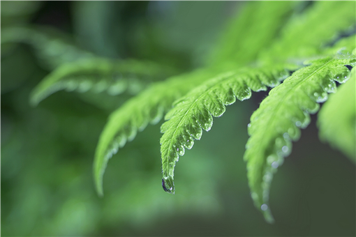 圆叶茅膏菜好养吗