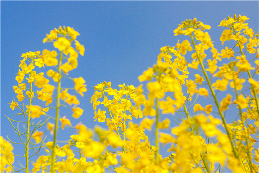 2021种油菜花有补贴吗