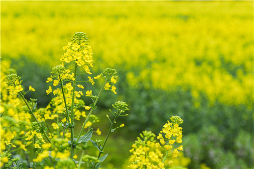 2021种油菜花有补贴吗