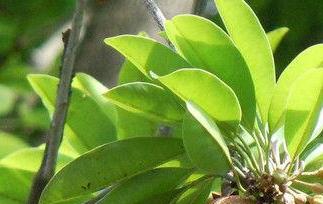 人心果种植方法技巧 人心果种植方法技巧图片