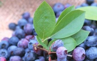 野生蓝莓浆果的特点 蓝莓是浆果类水果吗