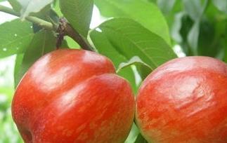 油桃的品种有哪些 油桃的品种有哪些?怎么区分