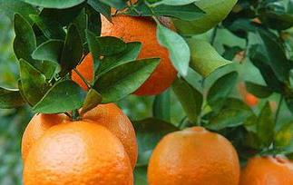 孕妇可以吃甜橙吗?