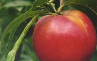 油桃的功效与作用有哪些 油桃的功效与作用有哪些呢