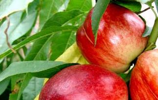 油桃的营养,油桃有什么营养 油桃的营养,油桃有什么营养呢