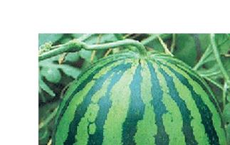 西瓜食疗作用和西瓜菜肴 西瓜的饮食