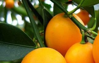 金橘的功效与作用 金桔的功效与作用吃法