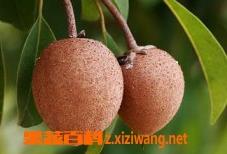 人心果的功效与作用 人参果的功效与作用及营养价值
