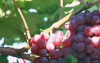 红葡萄酒和白葡萄酒的主要区别 白葡萄酒和红葡萄酒的区别是什么?