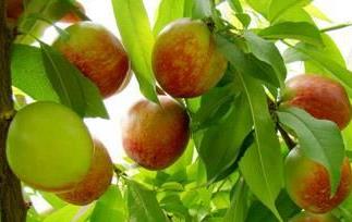 油桃的营养价值 油桃的营养价值与食用功效