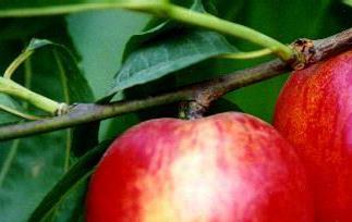 油桃简介,油桃与普通桃的区别 油桃和桃子的区别油桃有油