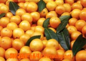 温州蜜柑历史介绍和温州蜜柑特点 温州蜜柑历史介绍和温州蜜柑特点是什么