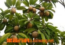 人心果如何接枝（人心果插枝）