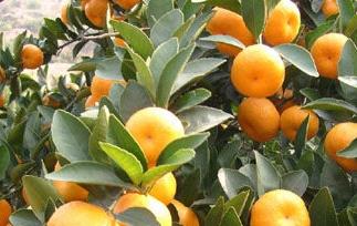蜜橘的营养价值和蜜橘的药用价值 蜜橘的营养价值和蜜橘的药用价值相同吗