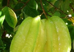 杨桃的营养价值 杨桃的营养价值和食用注意事项