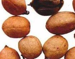 巴豆的功效与作用 巴豆的功效与作用及毒副作用