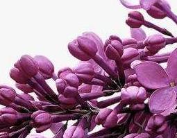 紫丁香花籽的作用与功效（紫丁香花的药用功效）