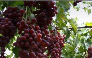 葡萄的功效和作用,常吃葡萄的好处 葡萄的功效和作用,常吃葡萄的好处是什么