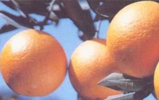 甜橙简介（甜橙230tⅴ）