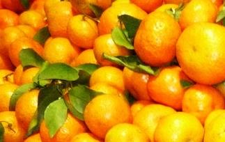 砂糖橘 砂糖橘是什么季节