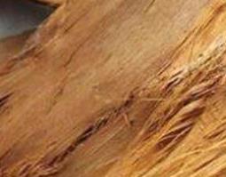 杉木树皮的功效与主治 杉树皮功效与作用