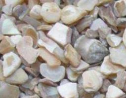 珍珠蚌壳的功效与作用及药用价值 珍珠和蚌壳的成分