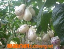 人心果的功效和作用 人心果的功效和作用是什么