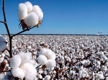 新疆棉花机械化种植技术要点，棉花好养吗，怎么养殖