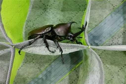 甲虫之王“独角仙”怎么养 甲虫是不是独角仙