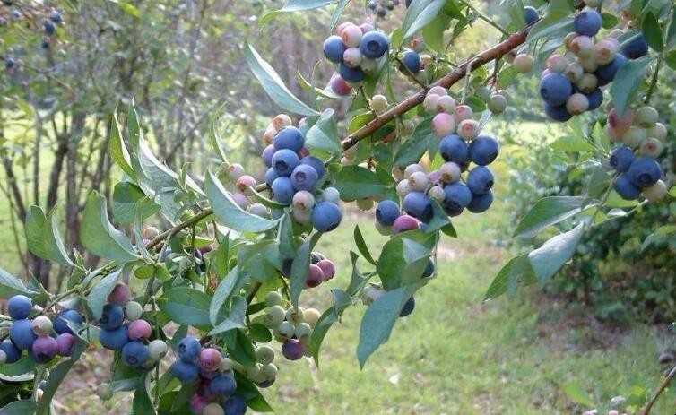 盆栽蓝莓怎样种植