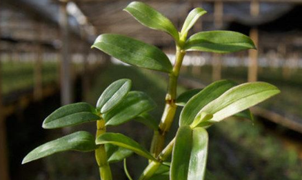 石斛种植条件，石斛生长在什么样的环境里