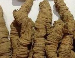 盐巴戟天的功效与作用及药用价值（盐巴戟天的功效与作用及禁忌的功效与作用）